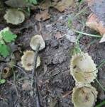 Kerbrandiger Napfbecherling, Foto 28