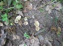 Kerbrandiger Napfbecherling, Foto 30