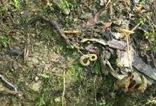 Kerbrandiger Napfbecherling, Foto 32