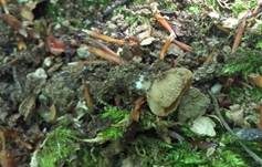 Kerbrandiger Napfbecherling, Foto 33