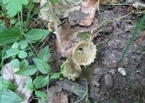 Kerbrandiger Napfbecherling, Foto 35
