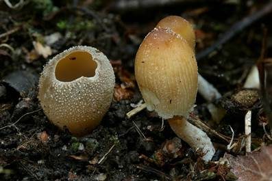 Kerbrandiger Napfbecherling, Foto 6