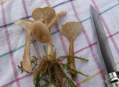 Kerbrandiger Trichterling, Foto 3