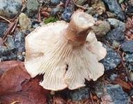 Kerbrandiger Trichterling, Foto 21