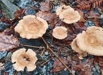 Kerbrandiger Trichterling, Foto 24