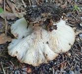 Kerbrandiger Trichterling, Foto 44