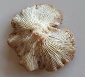 Kerbrandiger Trichterling, Foto 46