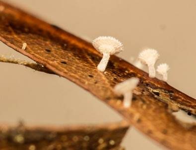 Keulenhaariges Jungfern-Weißhaarbecherchen, Foto 2