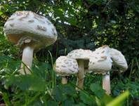 Keulenstieliger Garten-Safranschirmling, Foto 14