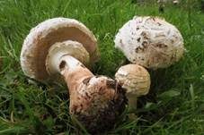 Keulenstieliger Garten-Safranschirmling, Foto 15