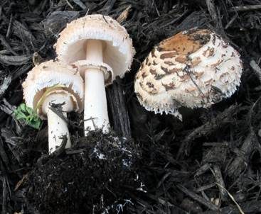 Keulenstieliger Garten-Safranschirmling, Foto 4