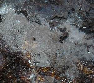 Keulenzystiden-Filzgewebe, Foto 6