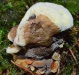 Kiefern-Braunporling, Foto 15