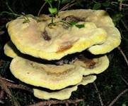 Kiefern-Braunporling, Foto 17