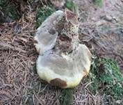 Kiefern-Braunporling, Foto 27