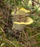 Kiefern-Braunporling, Foto 31