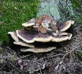 Kiefern-Braunporling, Foto 41