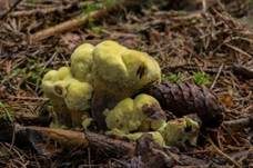 Kiefern-Braunporling, Foto 45