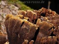 Kiefern-Braunporling, Foto 47