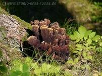 Kiefern-Braunporling, Foto 48