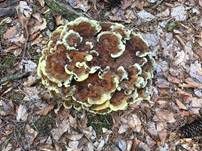 Kiefern-Braunporling, Foto 52