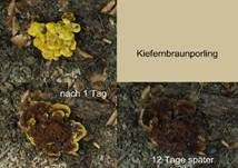 Kiefern-Braunporling, Foto 60