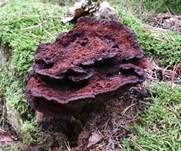 Kiefern-Braunporling, Foto 78