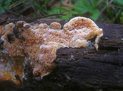 Kiefernfältling, Foto 3