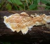 Kiefernfältling, Foto 7