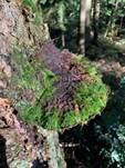 Kiefernfeuerschwamm, Foto 14