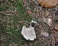 Kiefernhabichtspilz, Foto 10