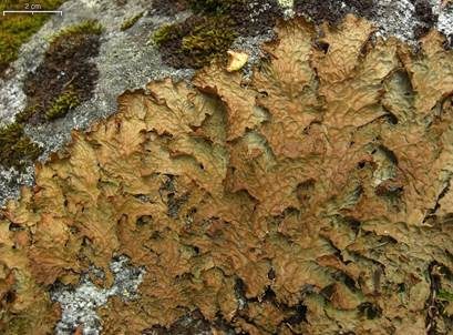 Aderige Lungenflechte, Foto 2