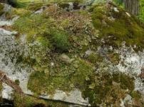 Aderige Lungenflechte, Foto 6