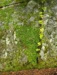 Aderige Lungenflechte, Foto 9