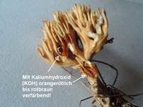 Kiefernkoralle, Foto 5