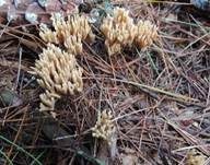 Kiefernkoralle, Foto 6