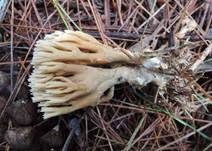 Kiefernkoralle, Foto 8