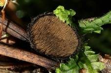 Kiefernnadel-Haarbecherchen, Foto 9