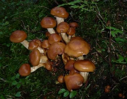 Kiefern-Schüppling, Foto 3