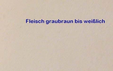 Kiefernschwamm, Foto 5