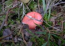 Kiefernspeitäubling, Foto 13