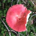 Kiefernspeitäubling, Foto 14