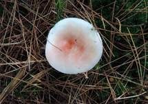 Kiefernspeitäubling, Foto 25