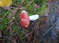 Kiefernspeitäubling, Foto 11