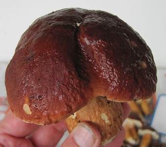 Kiefernsteinpilz, Foto 3