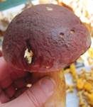 Kiefernsteinpilz, Foto 12