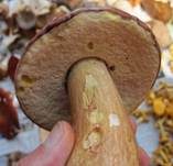 Kiefernsteinpilz, Foto 13