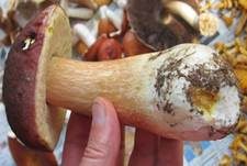 Kiefernsteinpilz, Foto 14