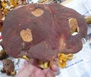 Kiefernsteinpilz, Foto 15