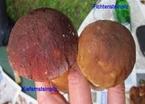 Kiefernsteinpilz, Foto 18